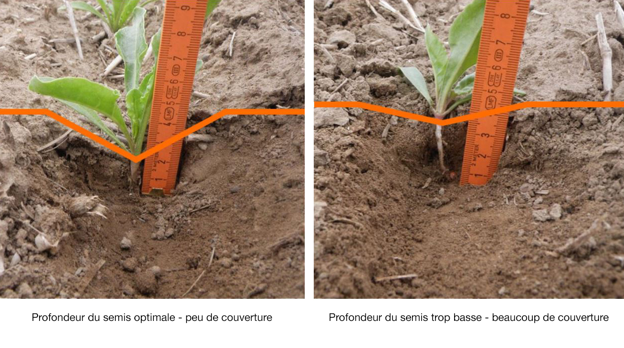 Fig. 3 : Comparaison entre une couverture optimale et une couverture trop dense après le semis
