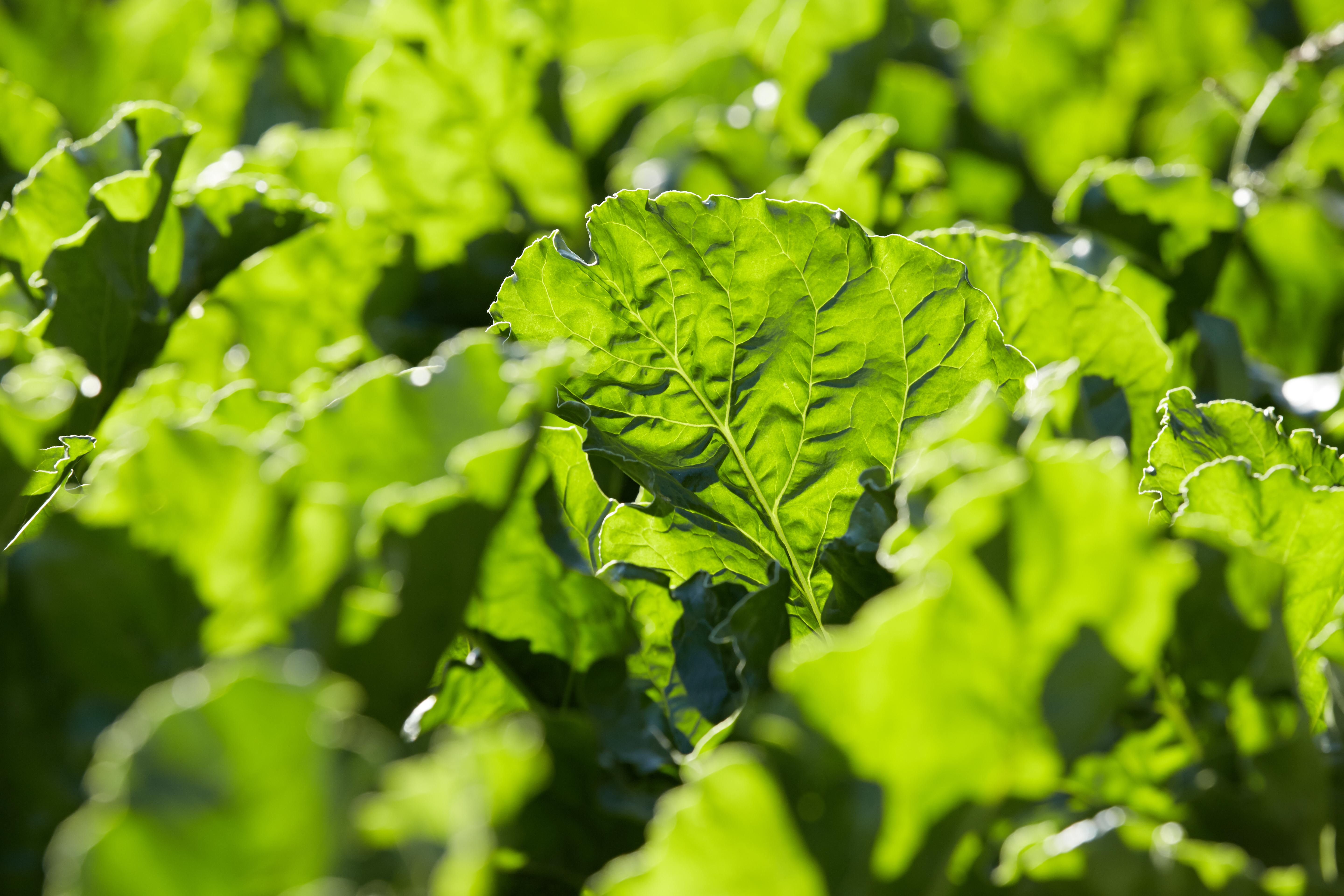 Rübe gesund