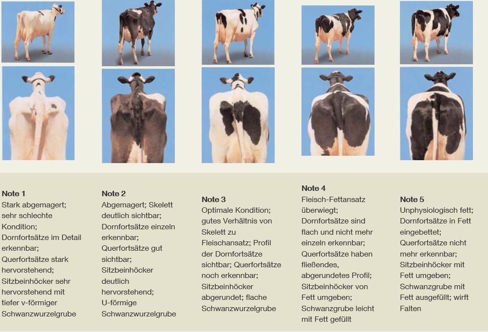 Quelle: &#34;Kuhsignale&#34; modifiziert, Jan Hulsen