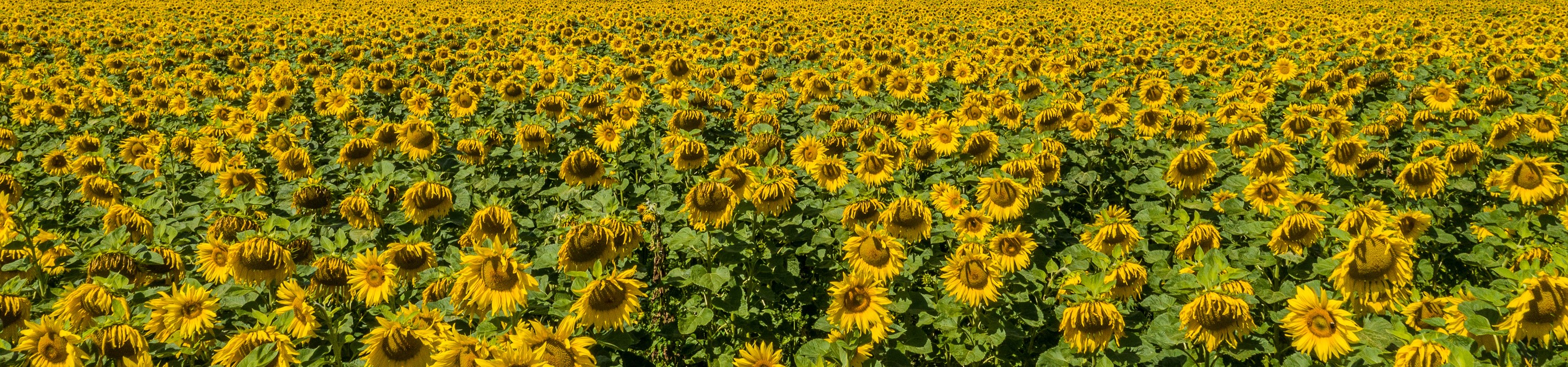 kws0720_sunflower_field_0086_zugeschnitten.jpg