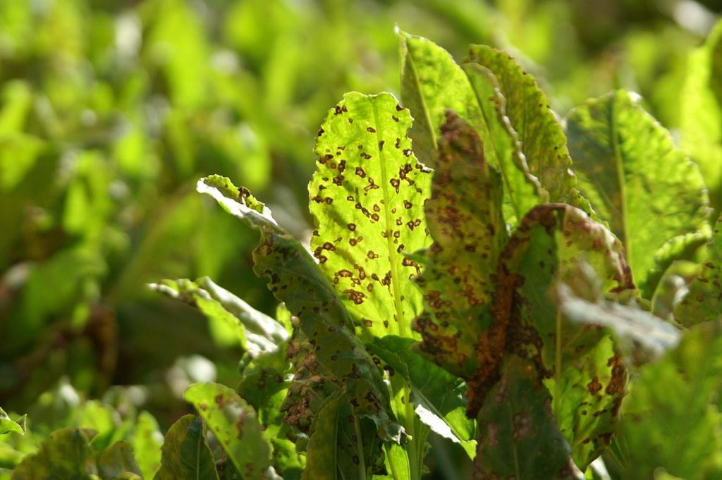 kws_ch_zuckerrueben_cercospora.jpg