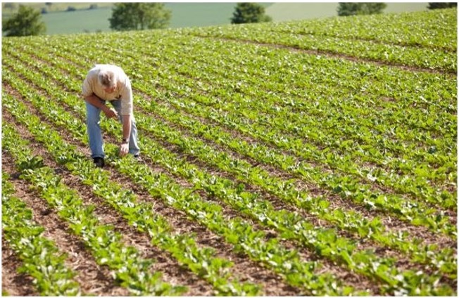 Leaf-plucking method for sugarbeets