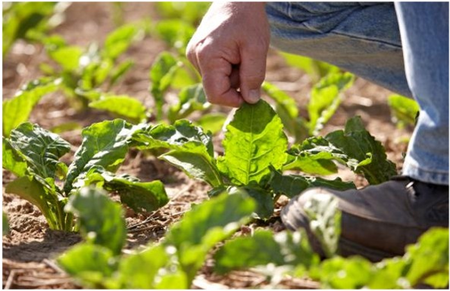 Leaf-plucking method for sugarbeets