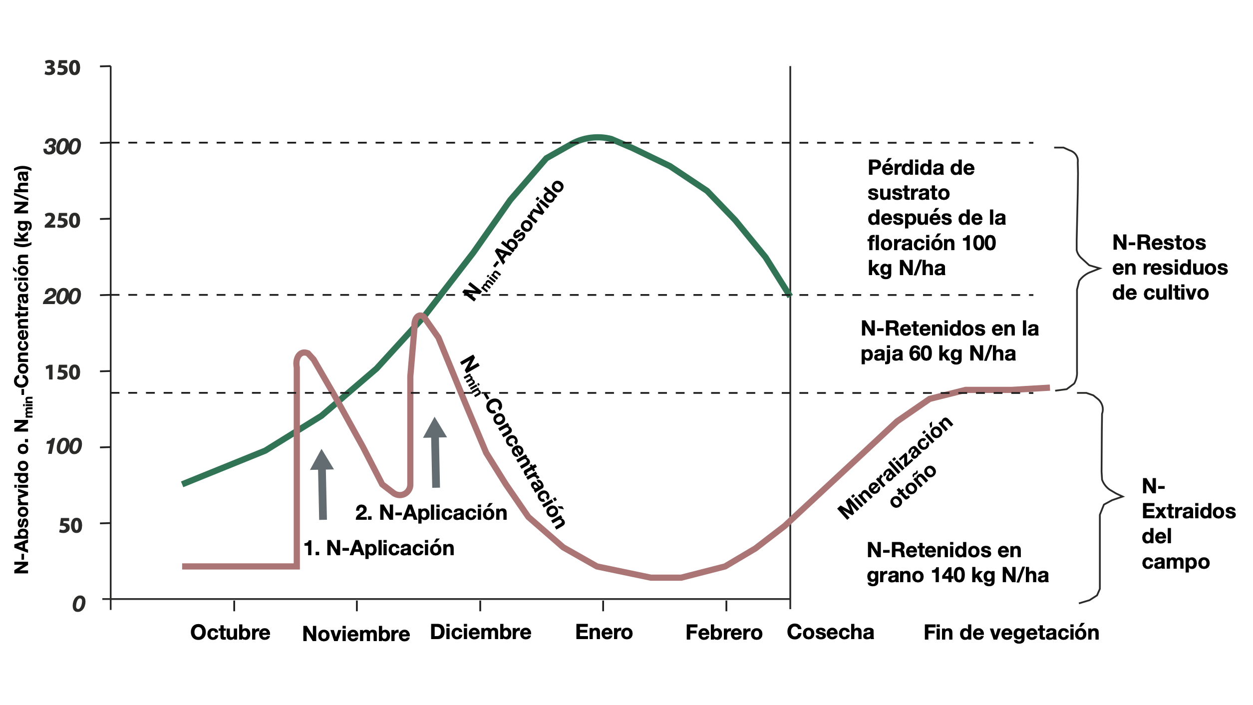 Asesoriamento Crecimento Fertilizacion Captacion de Nitrogeno del Raps