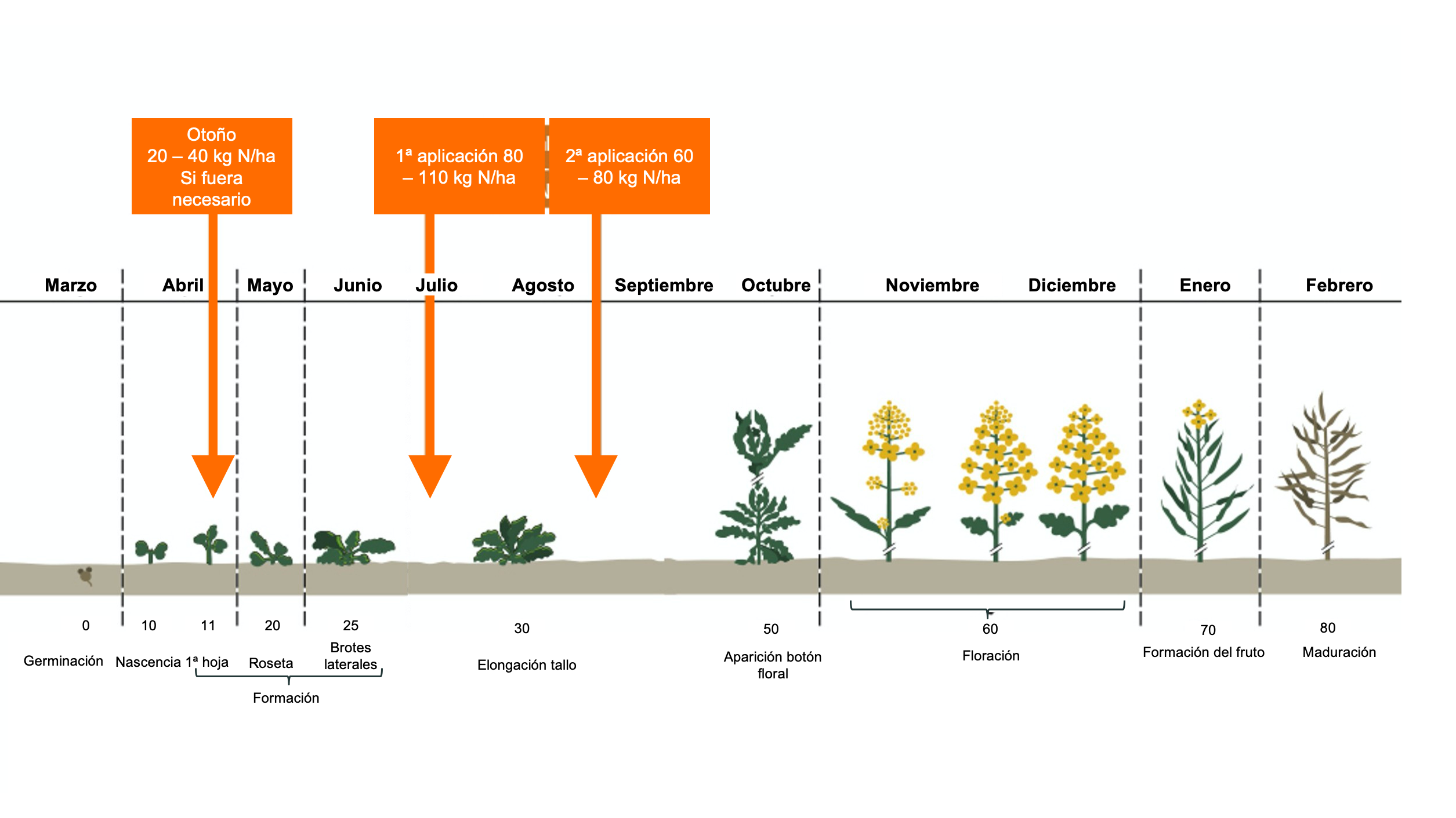 Asesoriamento Crecimento Fertilizacion de Raps con Nitrogeno