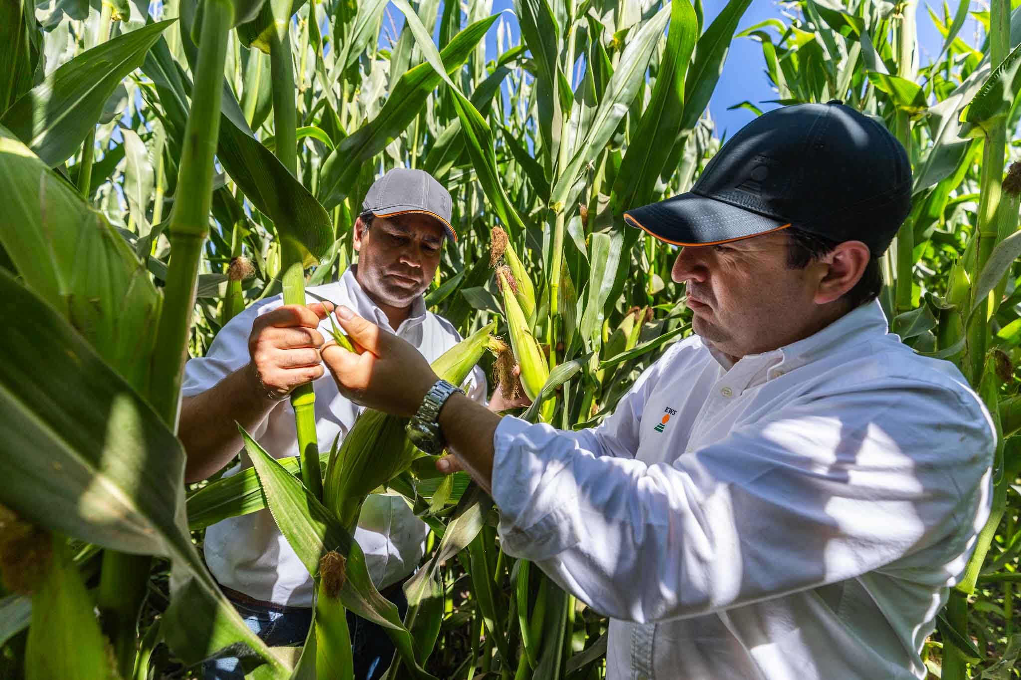 Asesoría de Chile KWS 