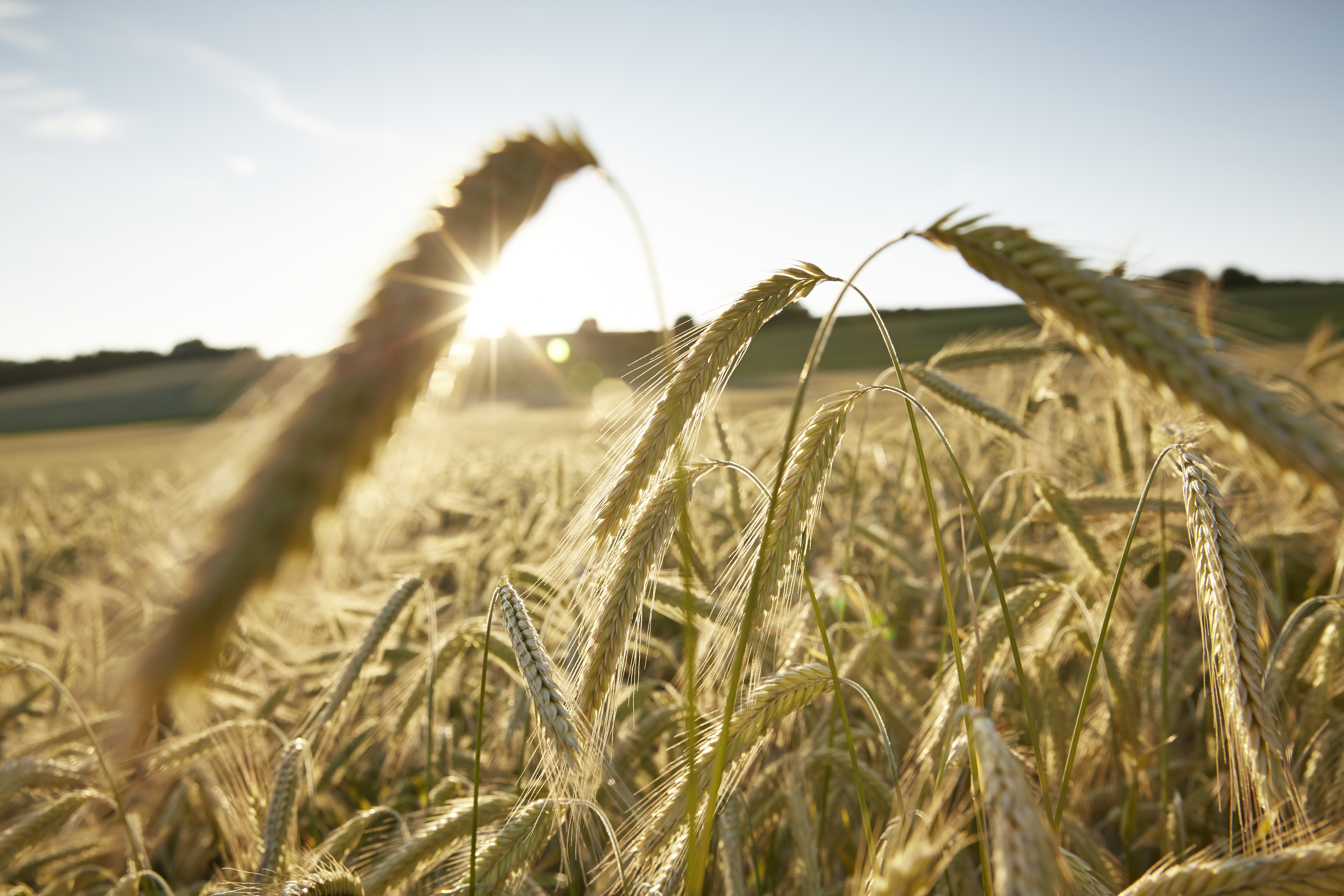 Centeno, alimentación animal 