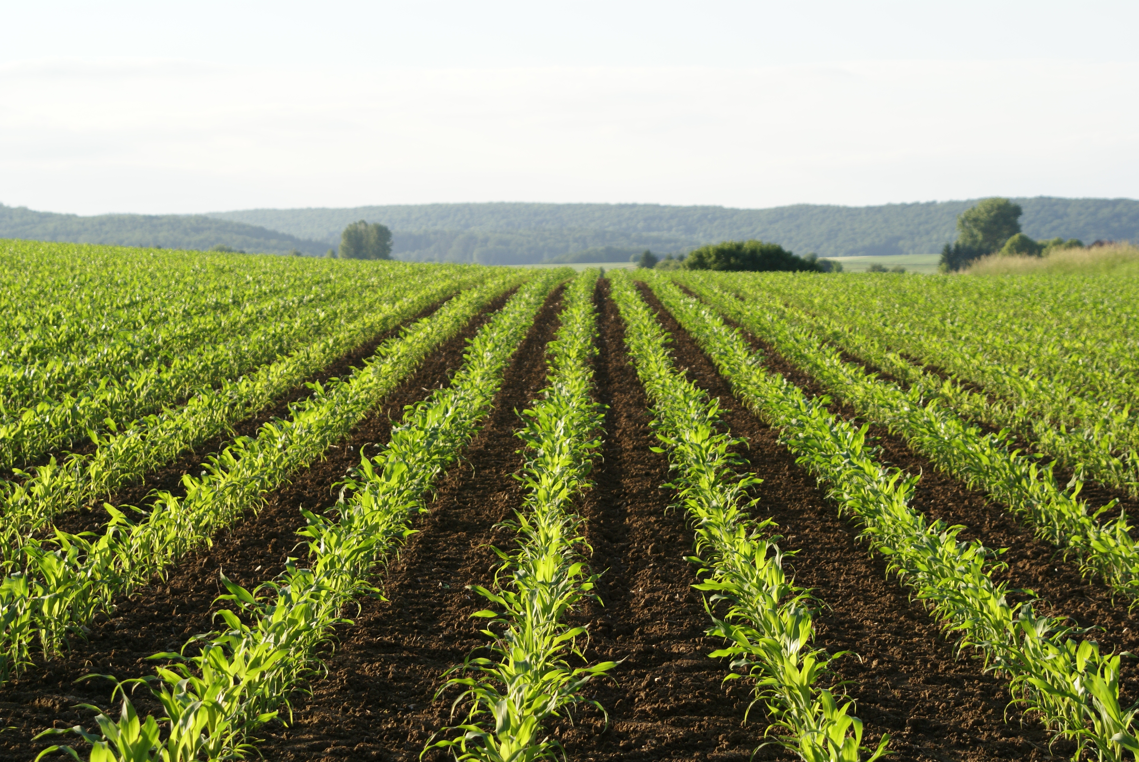 kws-cl-chile-corn-field-plants-in-rows.jpg