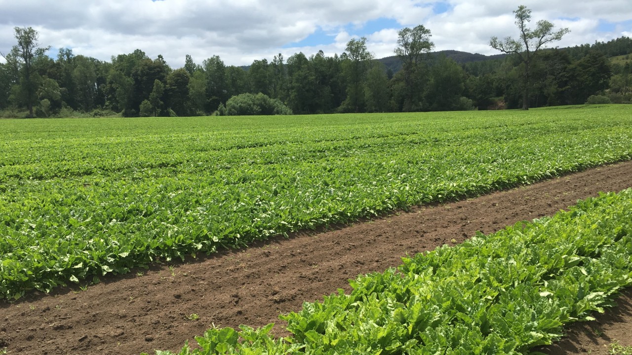 kws-cl-chile-sugar-beet-post-control-south.jpg