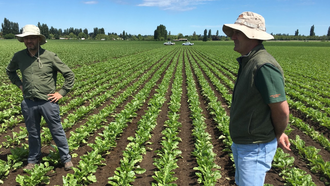 kws-cl-chile-sugar-beet-varieties-iansa.jpg
