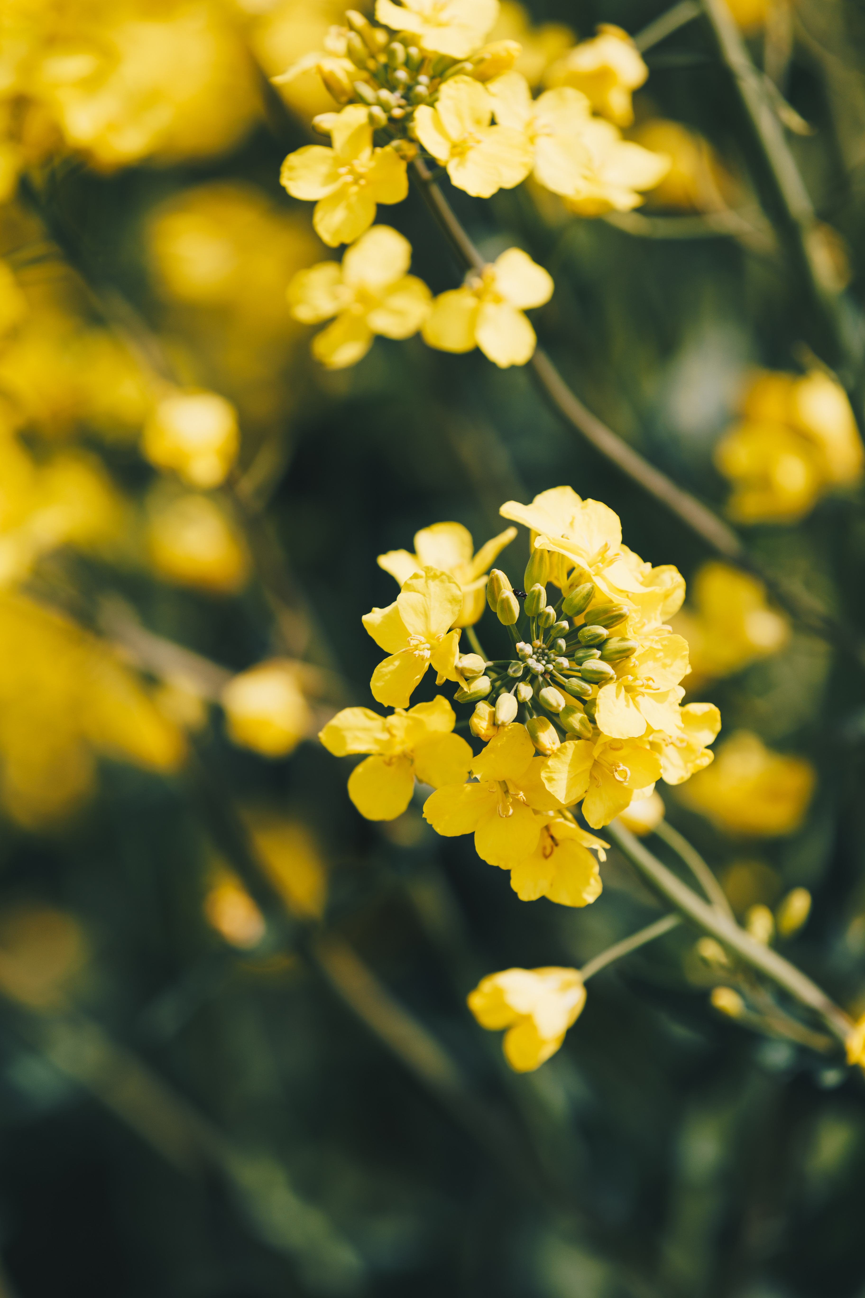 Genética y manejos agronómicos hacen la diferencia en raps 