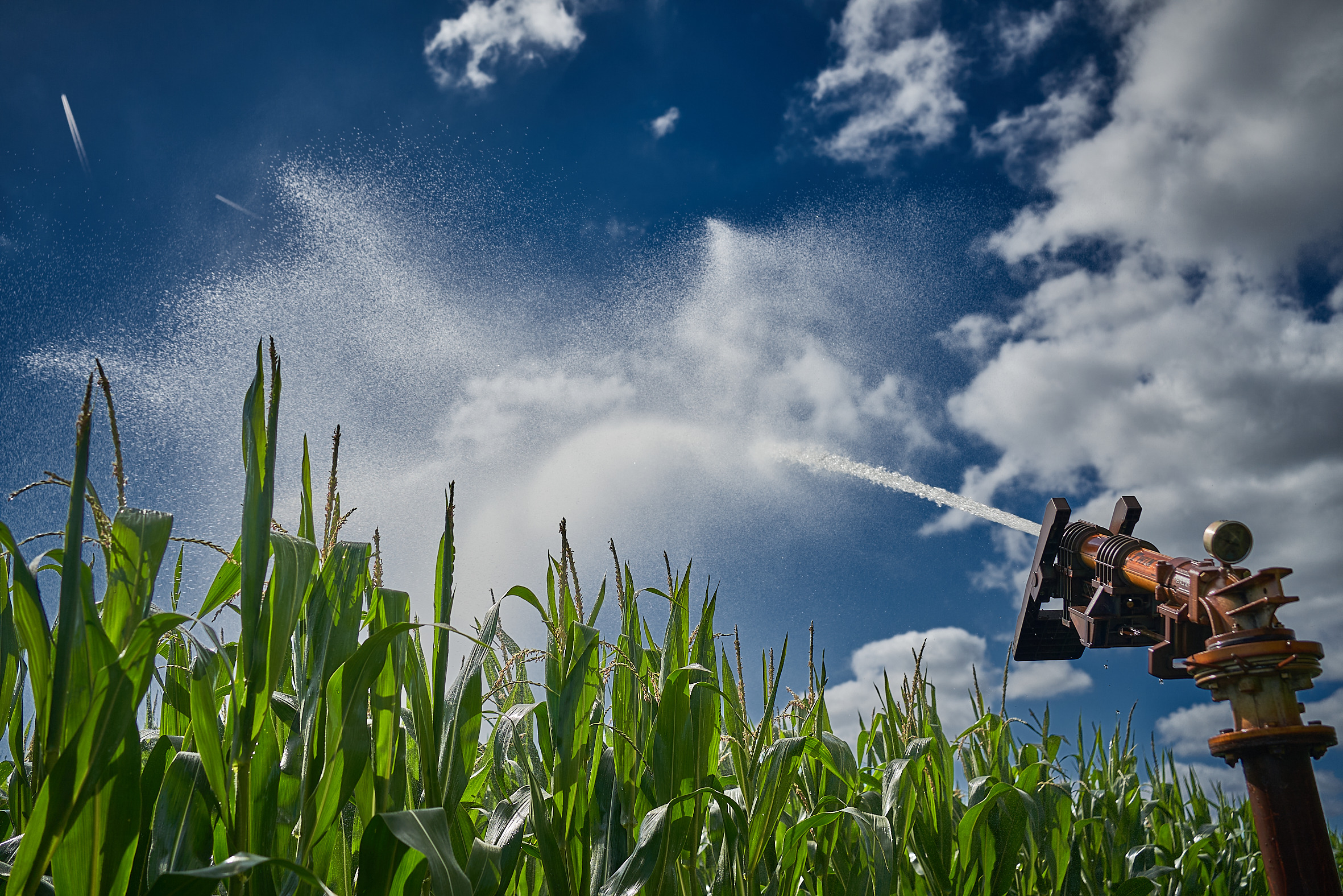 kws0722_cornfield_rt302982.jpg