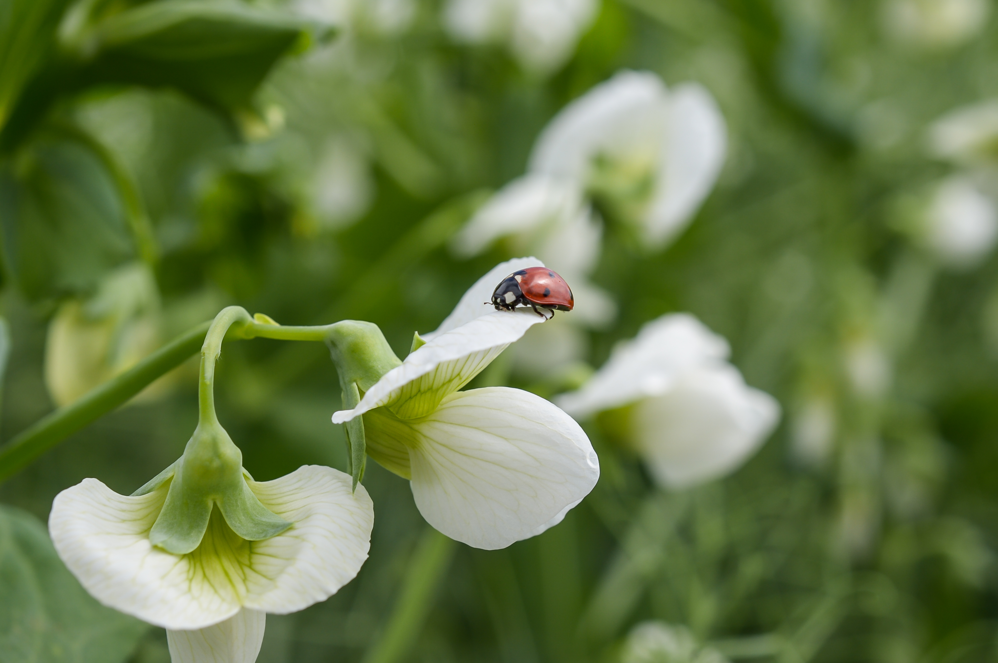 Blüte von Körnererbsen Pflanze, drauf sitzt ein Marienkäfer