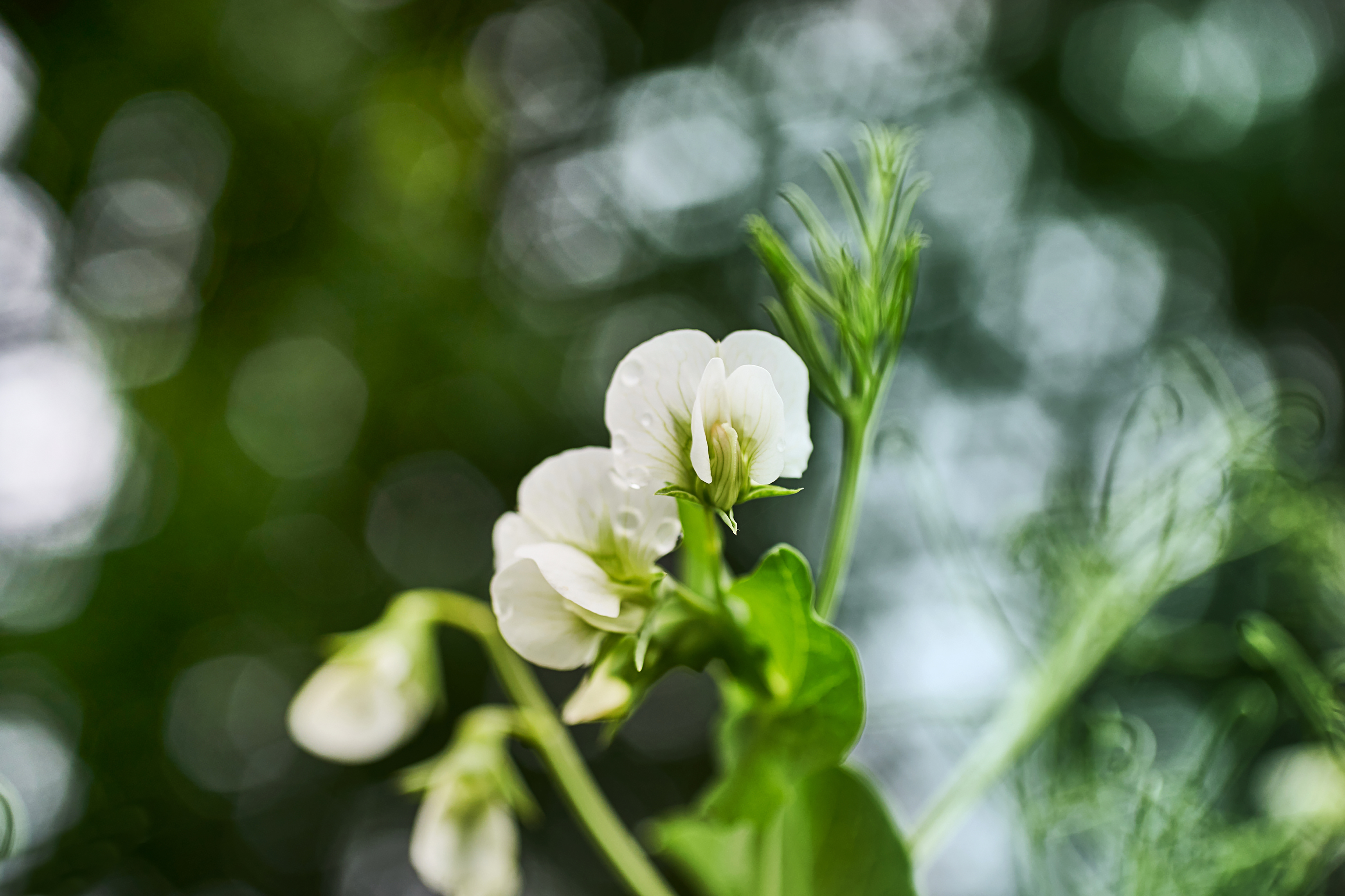 Detailaufnahme von Blüte einer Körnererbse im Fokus, unscharfer Hintergrund