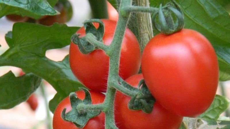 Two people looking at tomato plant