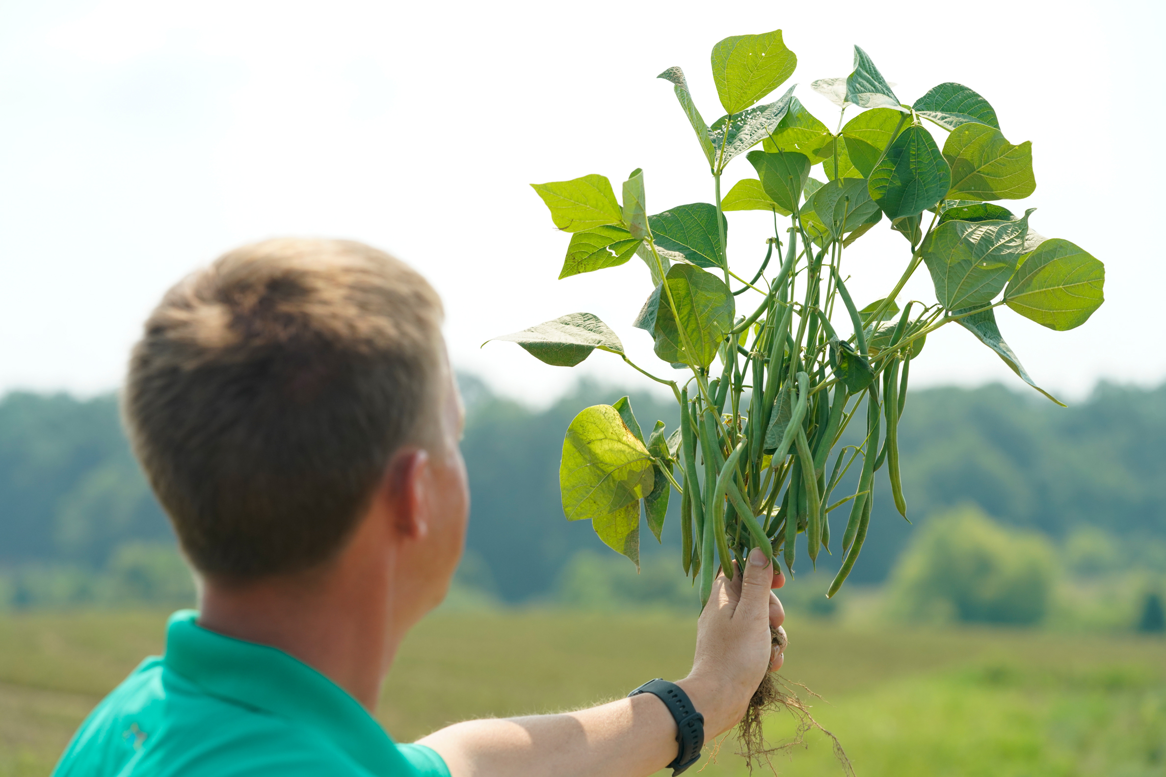 green-bean-plant-in-hand_the-magma-collection-(3).jpg