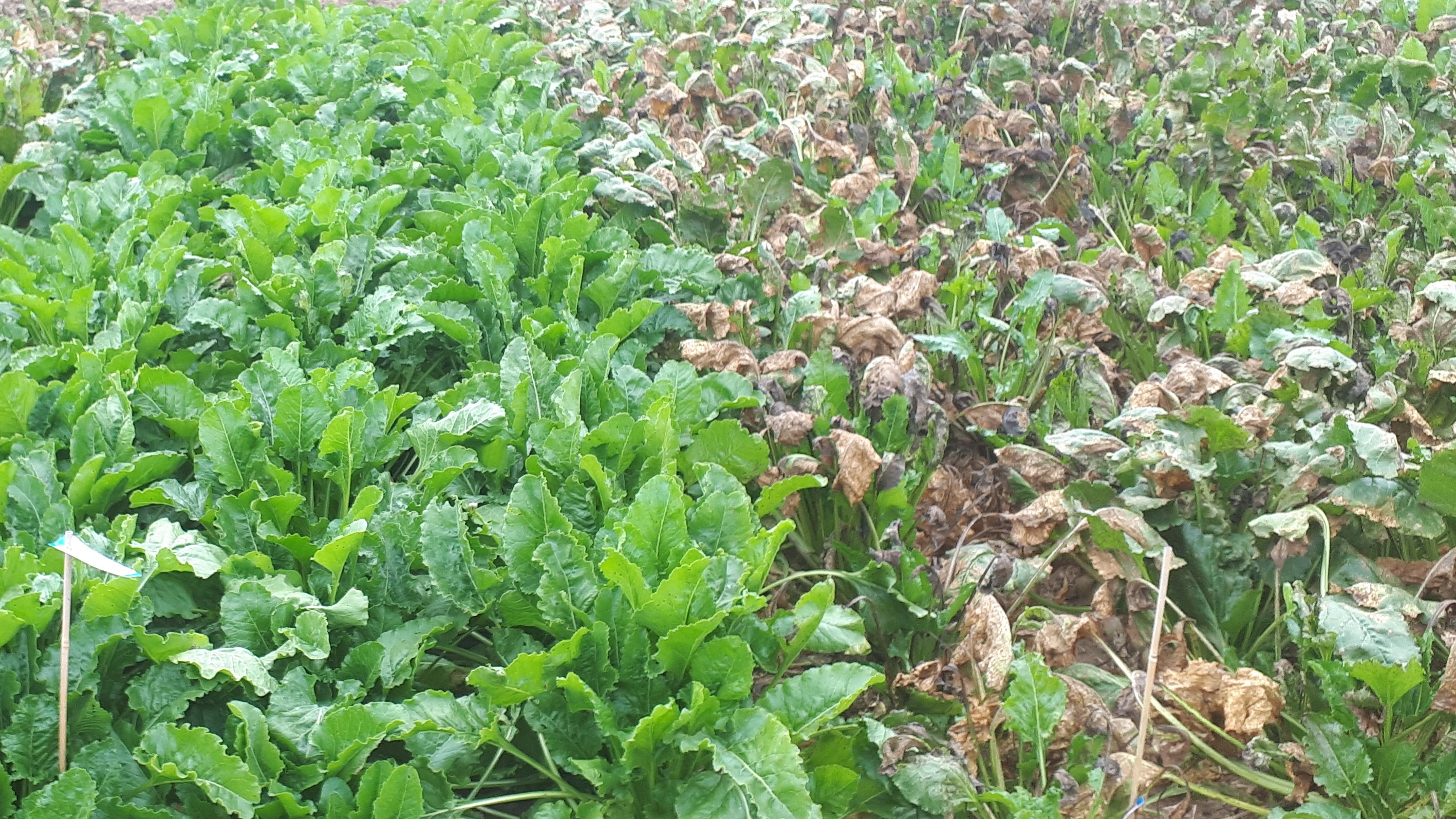 cercospora-tolerant-varieties.jpg