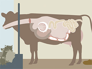 Illustrierte Darstellung einer Kuh