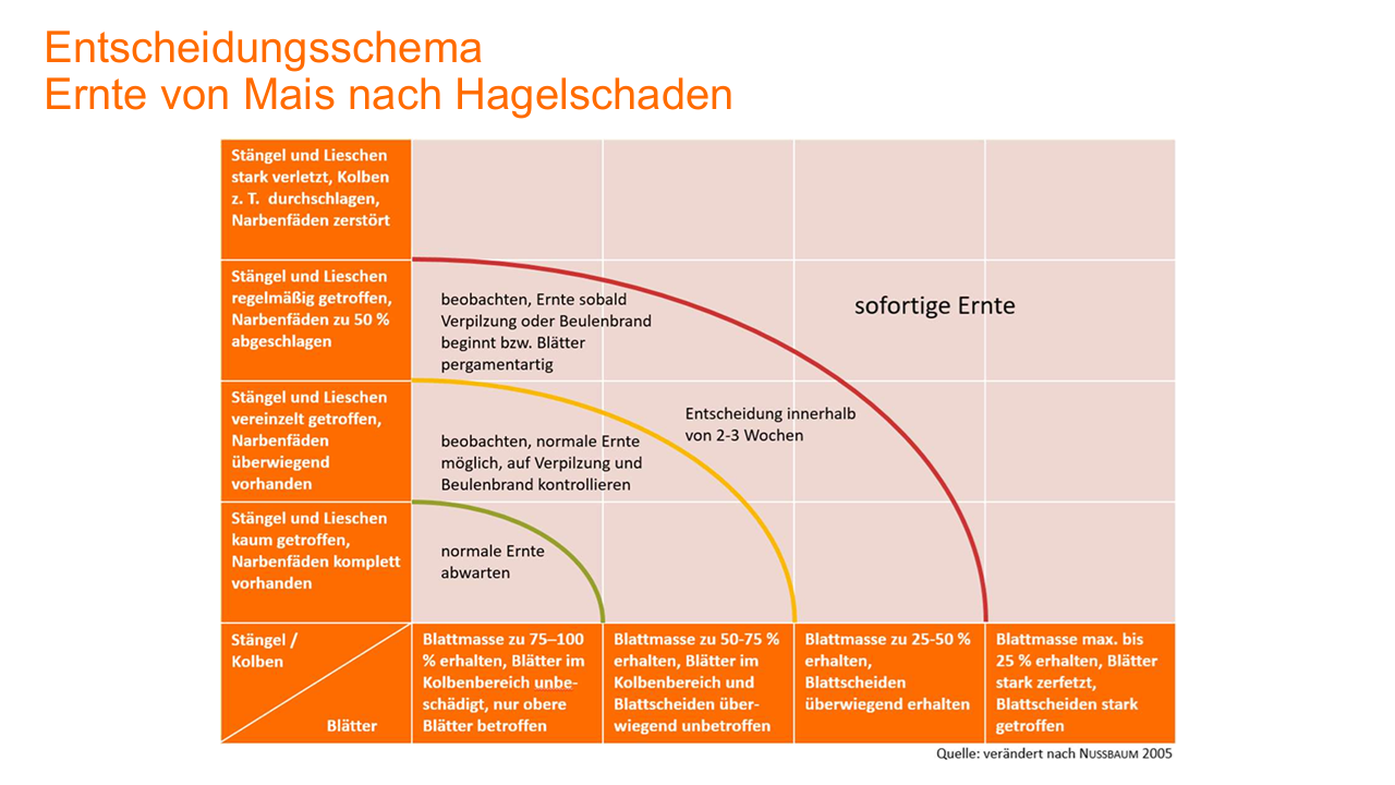 vorzeitige Ernte Mais Hagelschaden