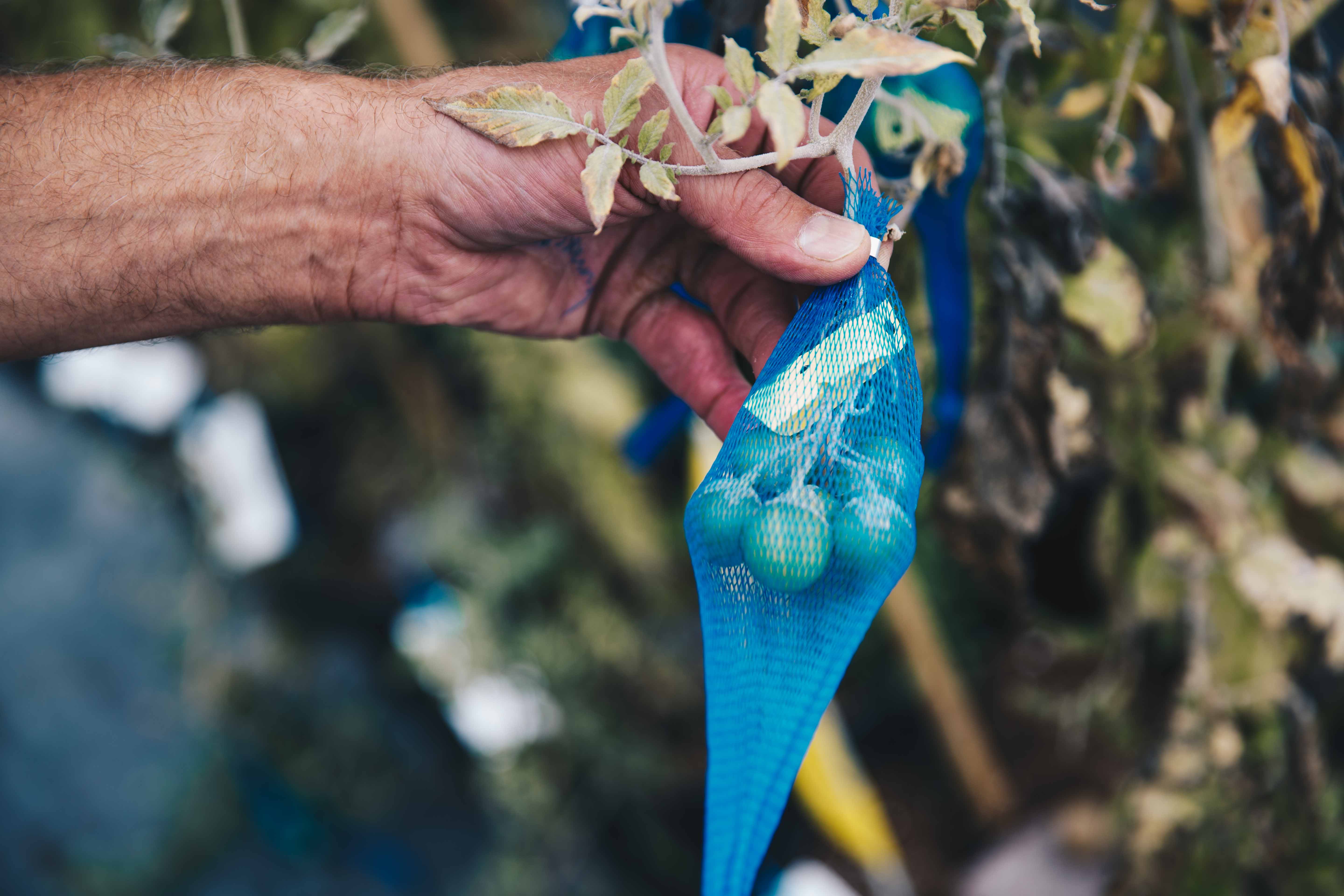 Die kostbare Ausbeute langer Arbeit: die Kartoffelbeeren.