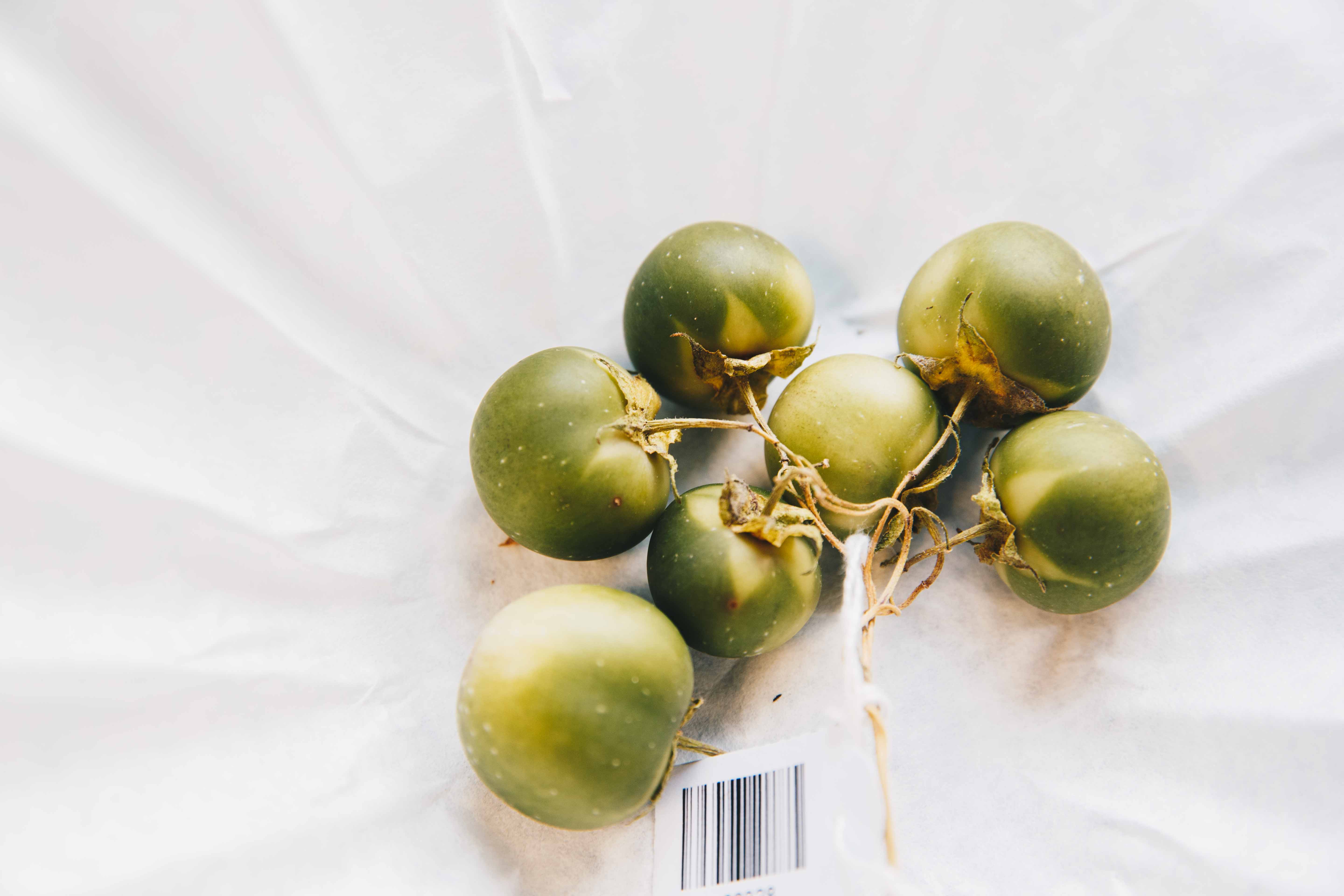 Kartoffelbeeren im Labor zur Auslese von Saatgut