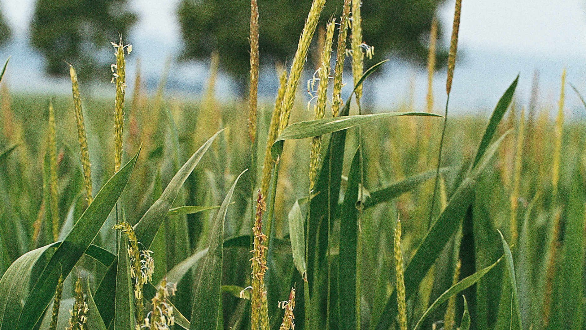 Ackerfuchsschwanzbefall