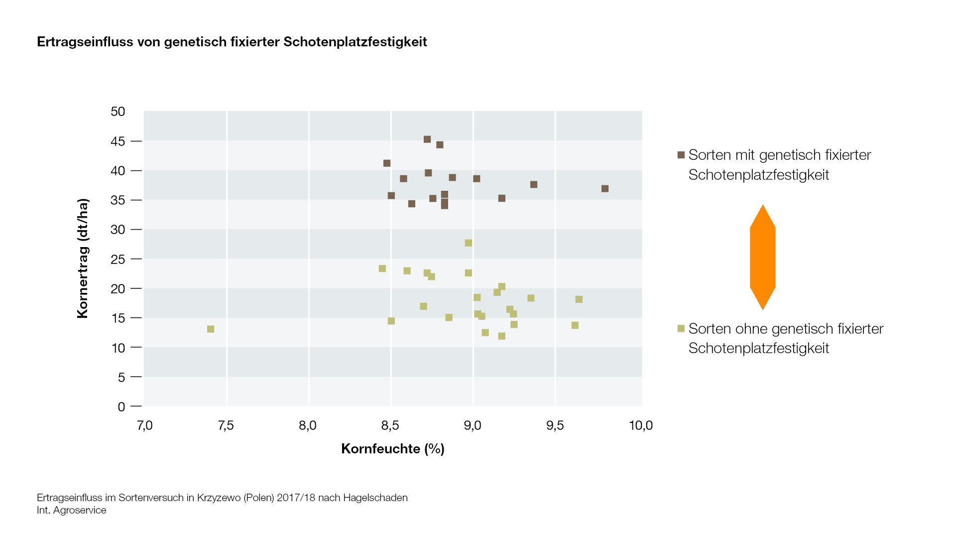 Ertragseinfluss von genetisch fixierter Schotenplatzfestigkeit