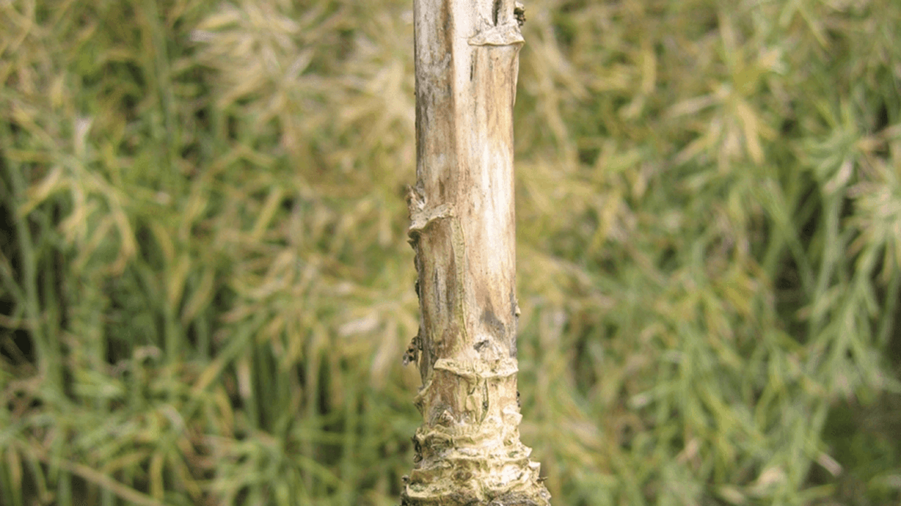 Phoma Symptome im Frühjahr