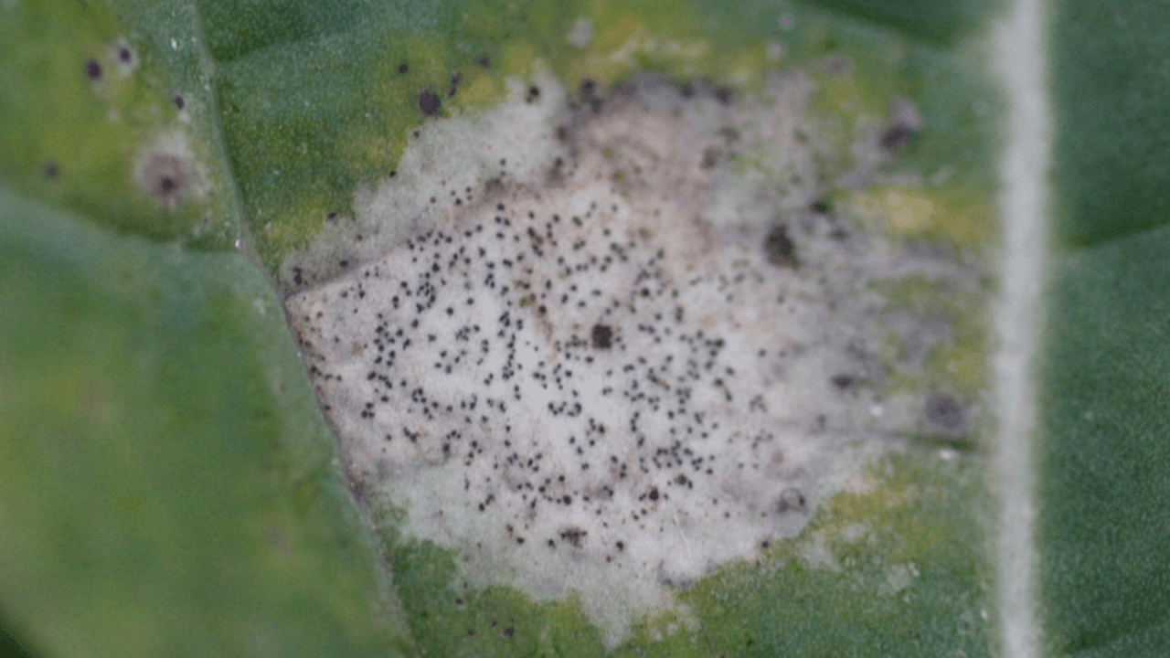 Phoma Symptome im Herbst