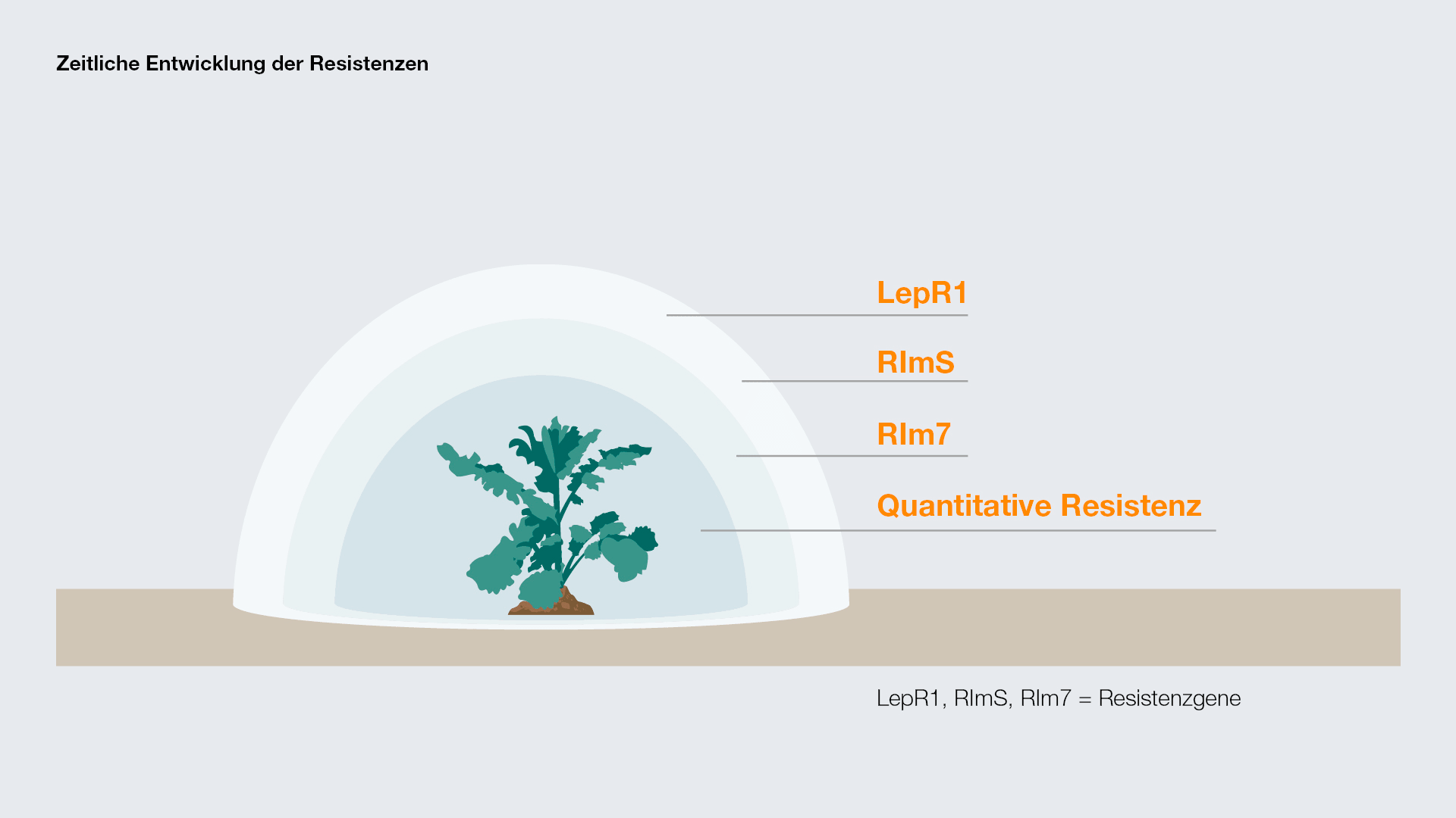 Zeitliche Entwicklung der Resistenzen gegen Phoma lingam