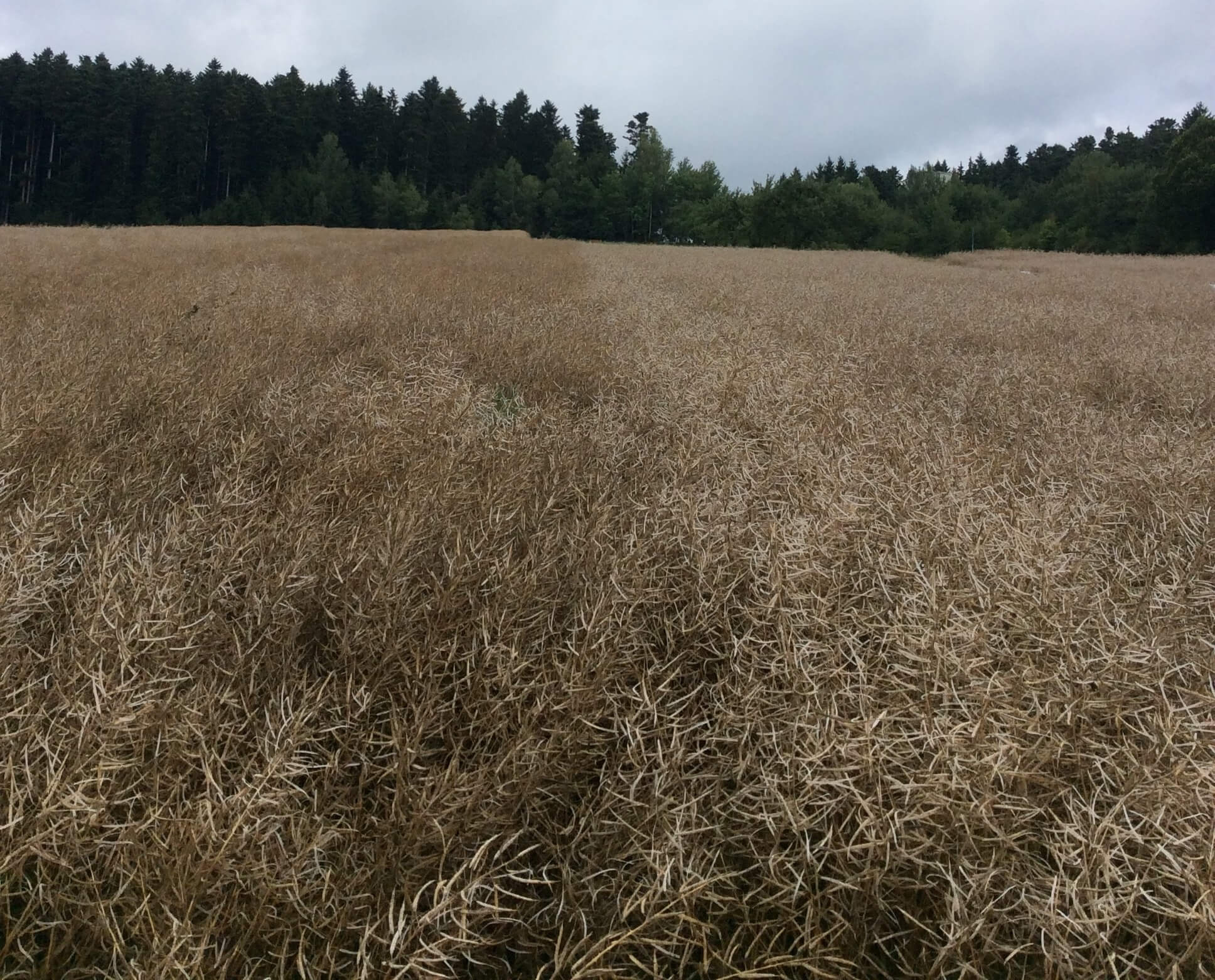 Sorte mit genetisch fixierte Schotenplatzfestigkeit (links) und ohne (rechts) nach Hagel