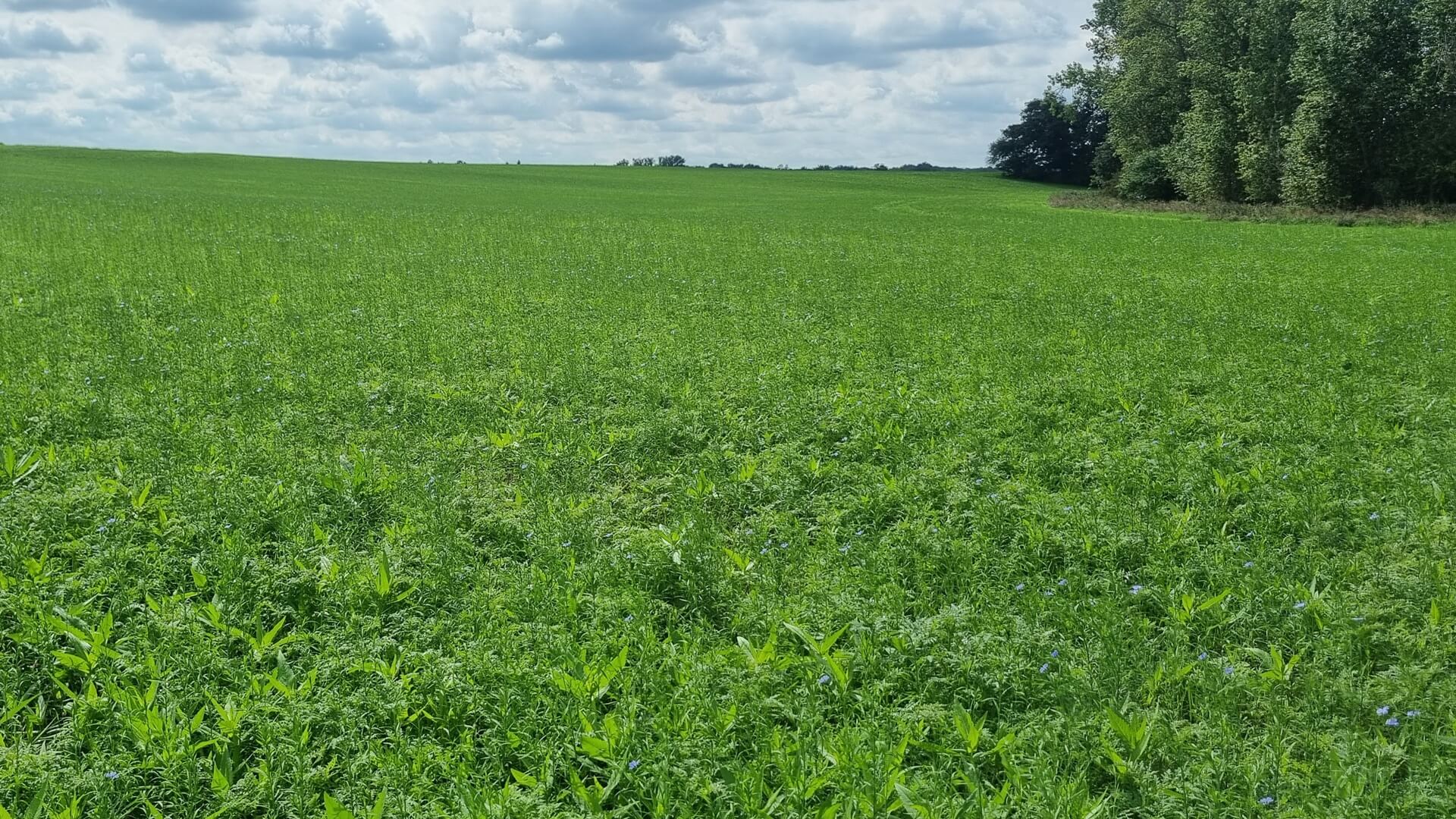 Zwischenfrucht Drohnenaussaat