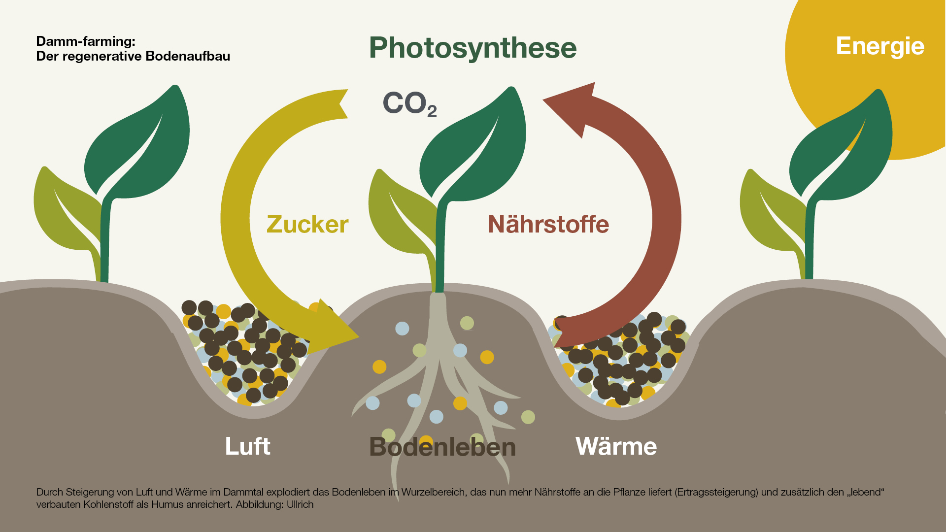 Der regenerative Bodenaufbau