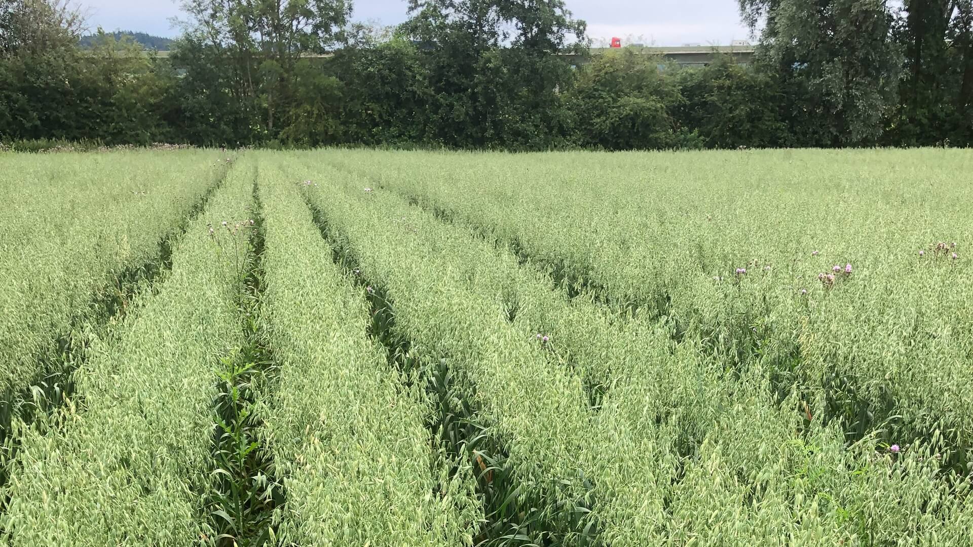 Hafer auf Dämmen, ungedüngt (Foto: Ullrich)
