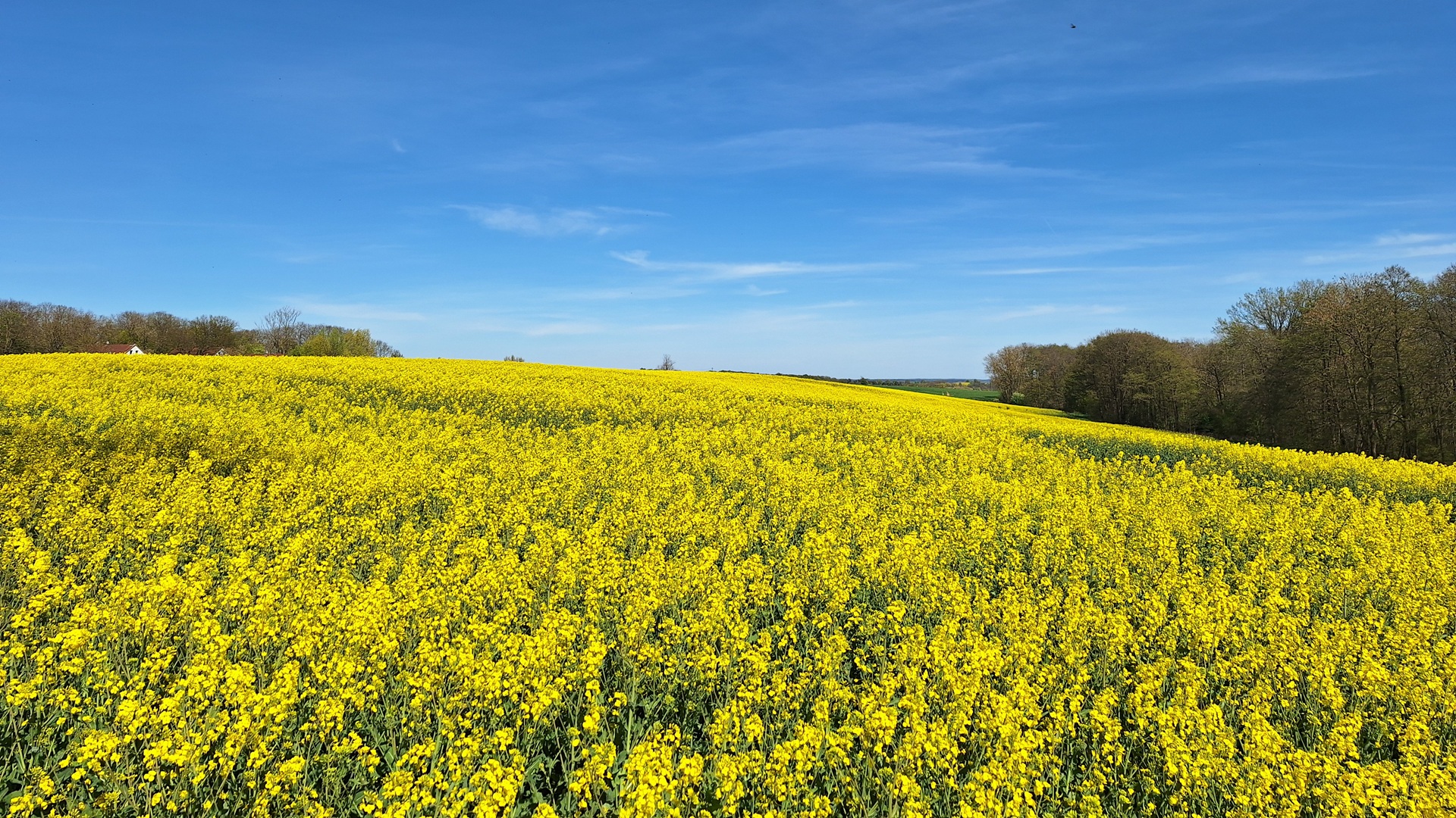 bp_01-raps-in-mecklenburg-vorpommern.jpg