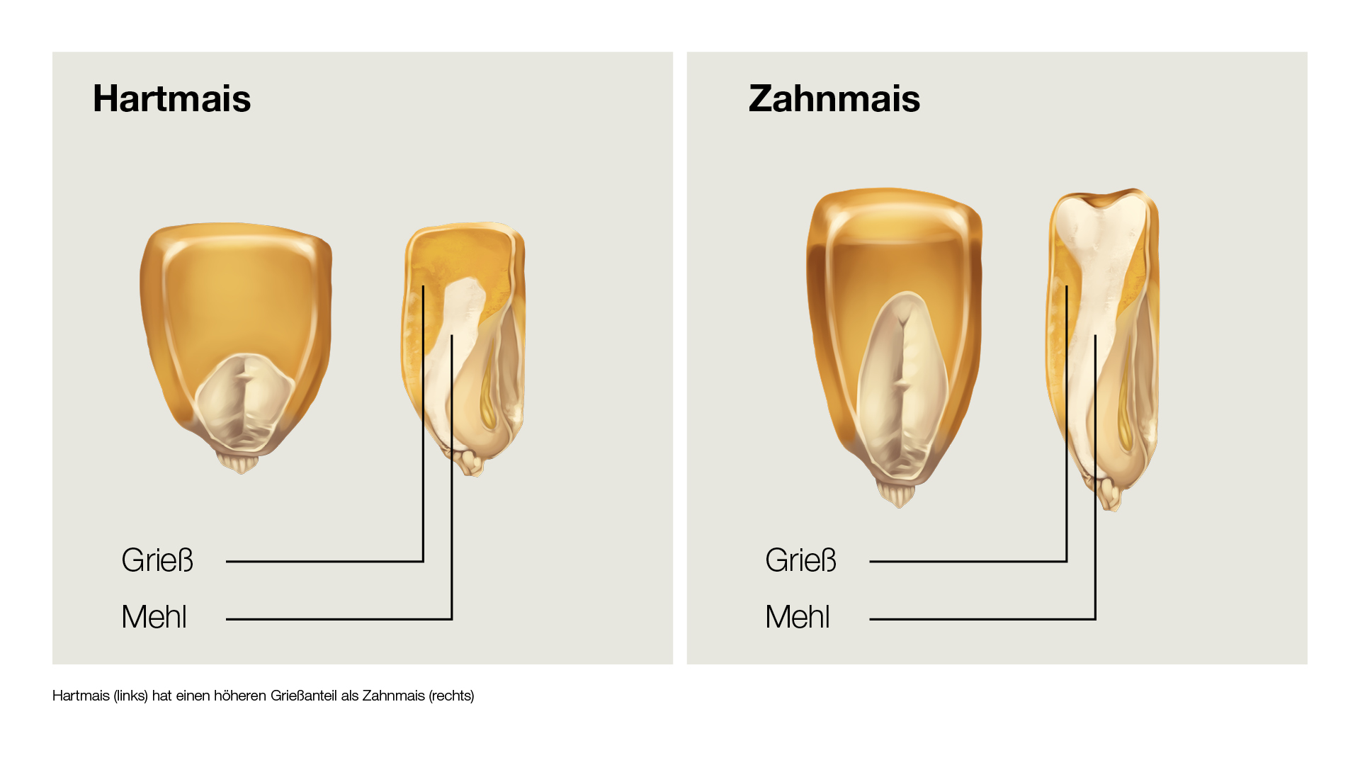 Hartmais (links) hat einen höheren Grießanteil als Zahnmais (rechts)