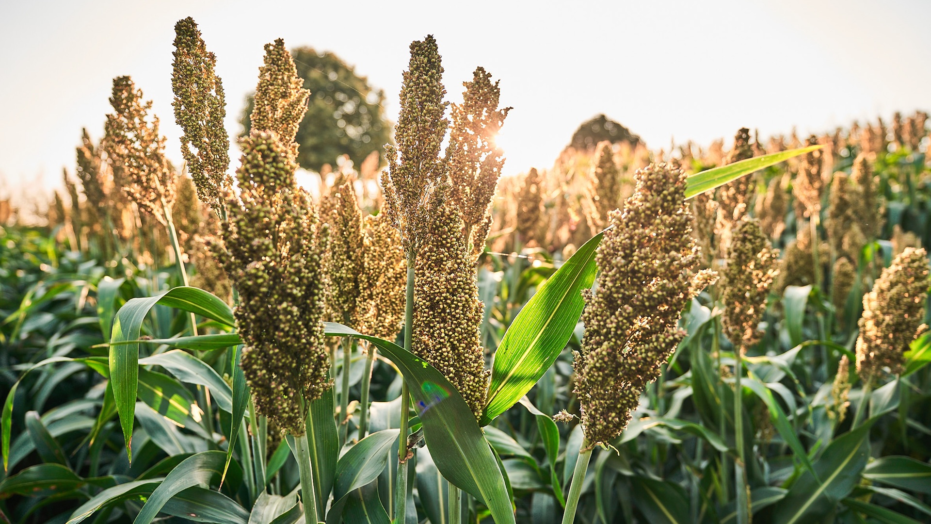 bp_10-sorghum.jpg