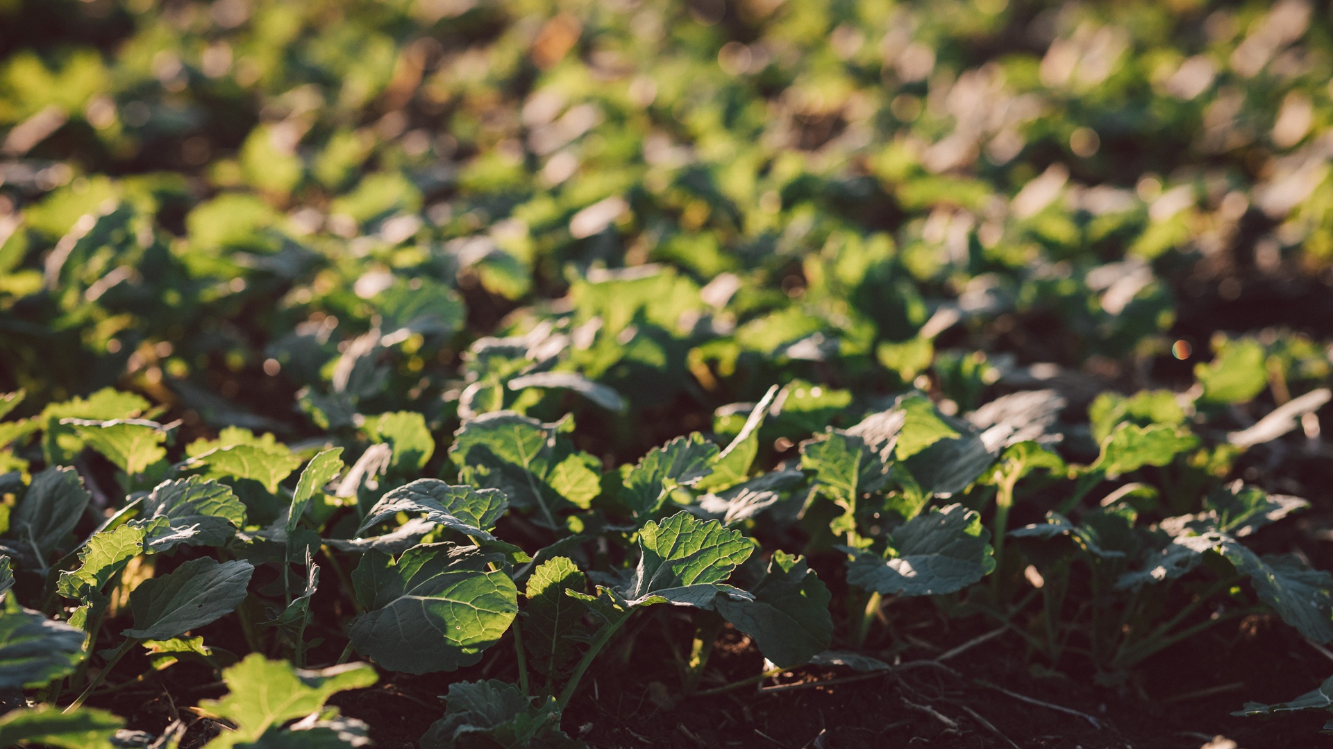 Raps im Herbst