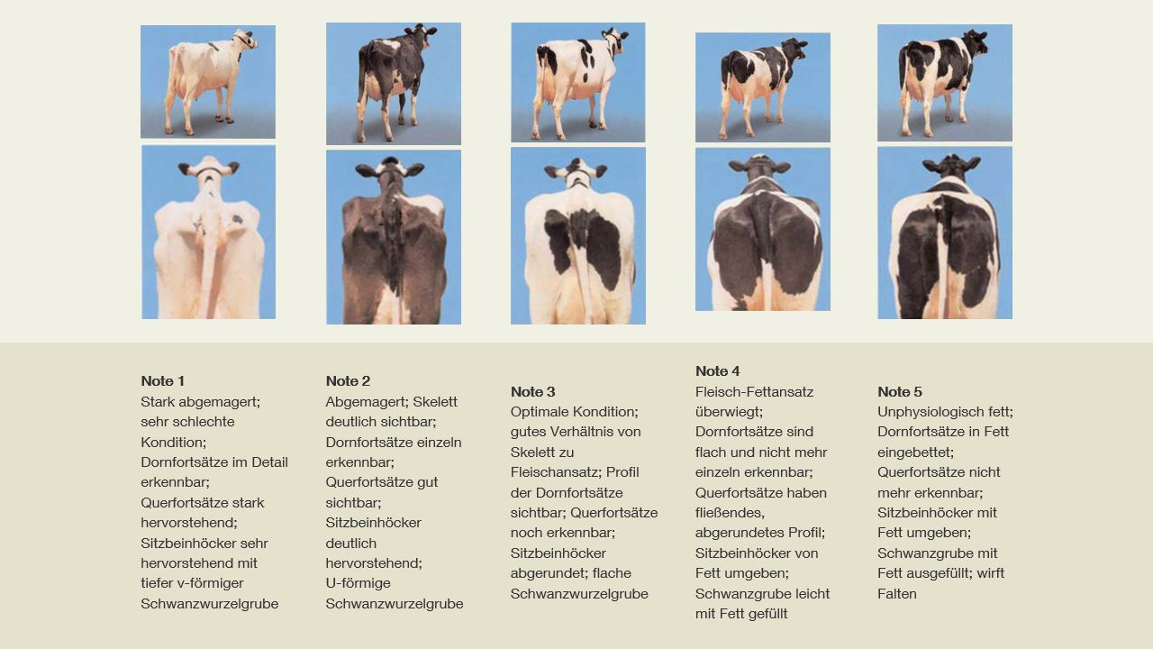 Quelle: &#34;Kuhsignale&#34; modifiziert, Jan Hulsen