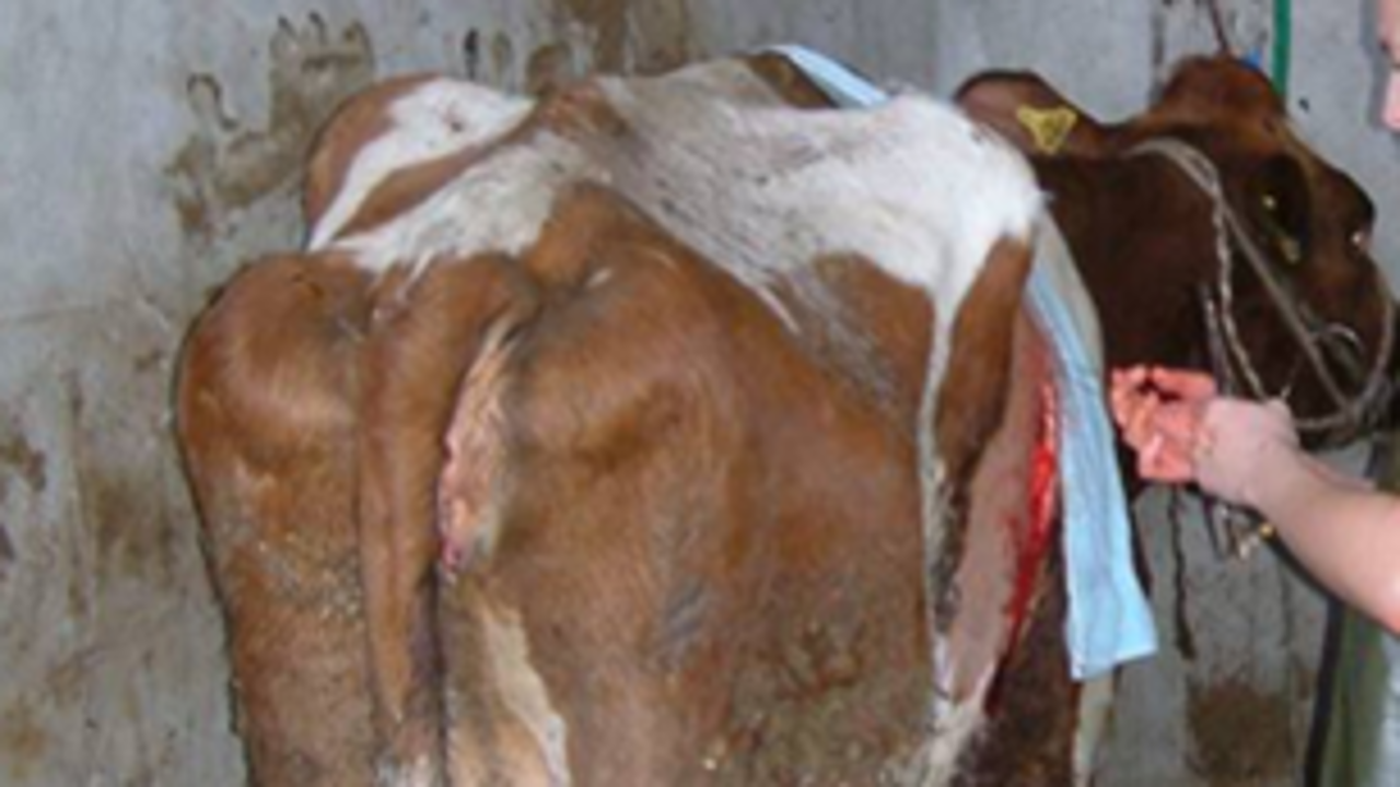 "an Ketose erkrankte Kuh mit rechtsseitiger Labmagenverlagerung"
