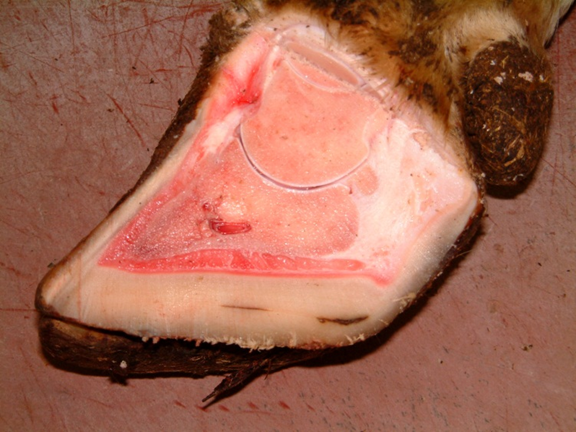 Längsschnitt einer Reheklaue; Einblutungen und entzündliche Prozesse (Eiterbildung) erkennbar | Quelle Foto: P. Heimberg; TGD LK NRW