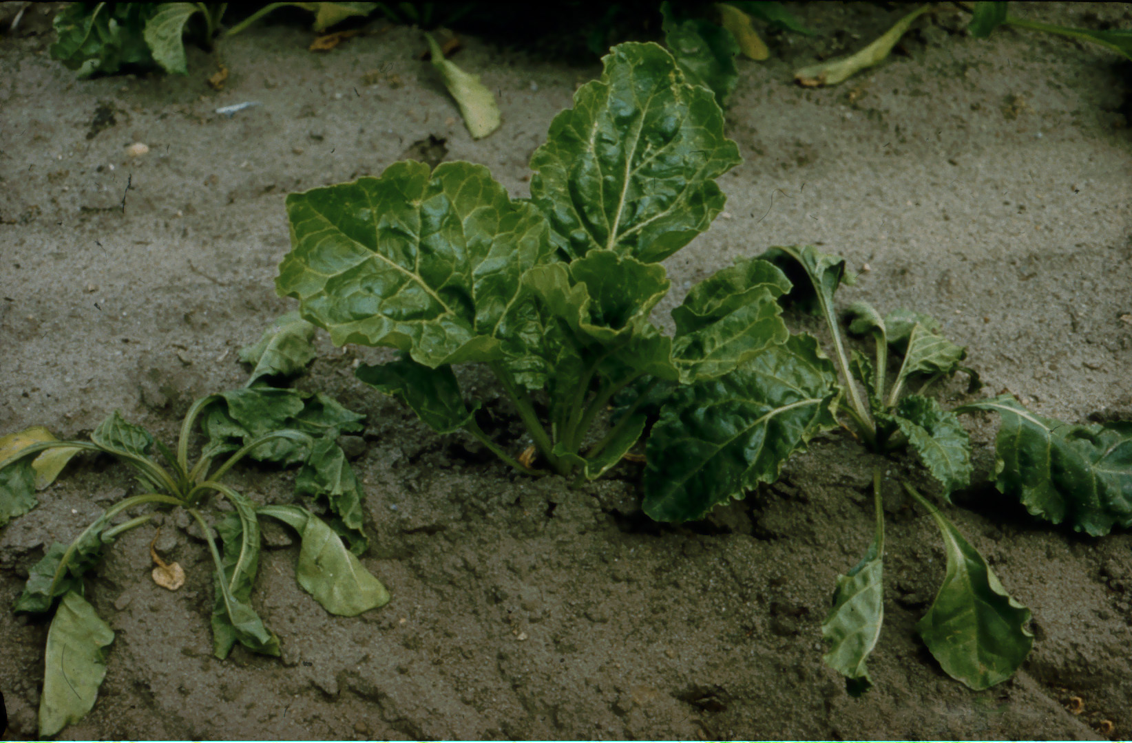 fusarium-bei-zuckerrueben.jpg