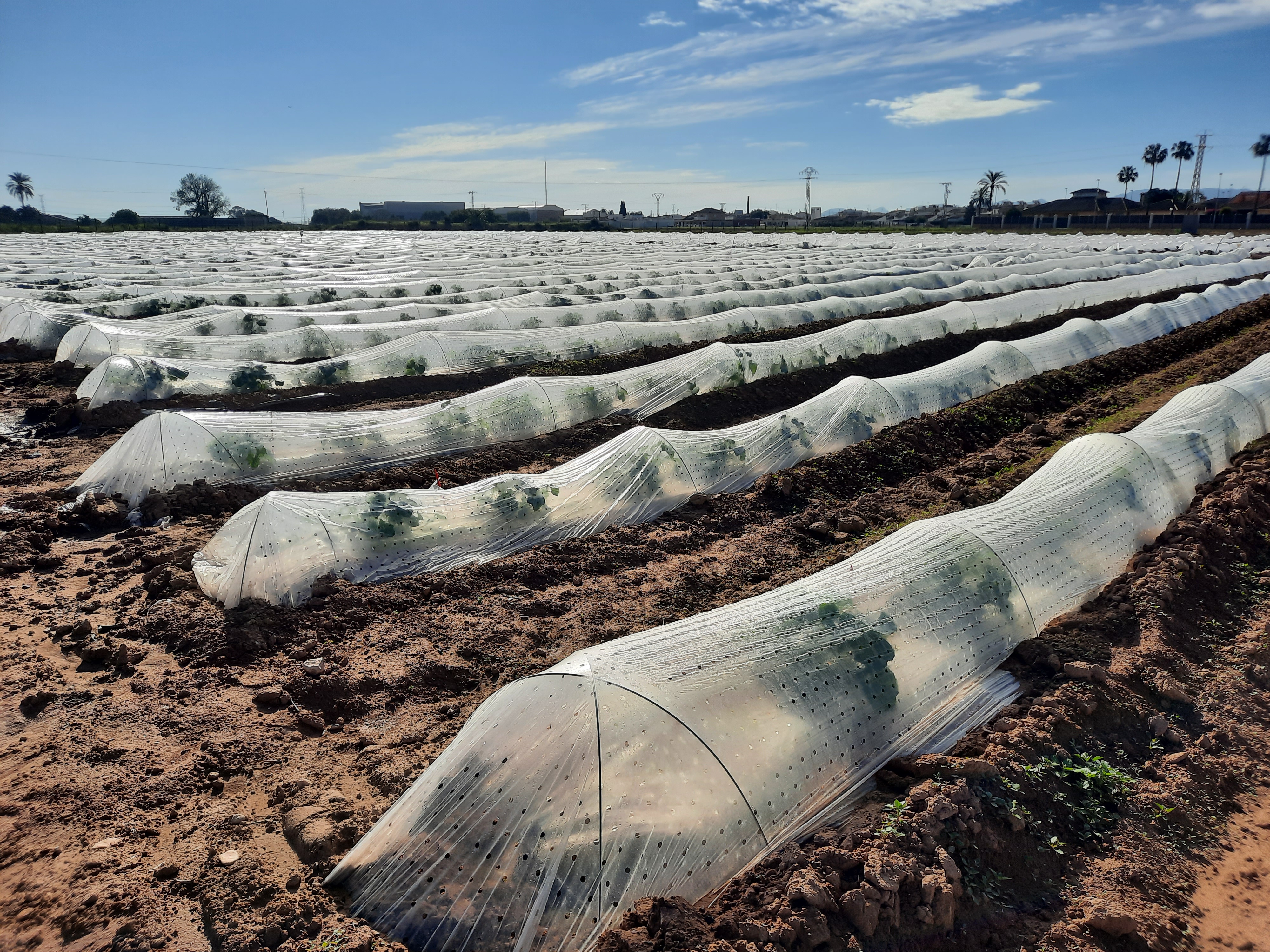 fields-in-la-palma-(murcia)-with-melons-with-a-cover-to-protect-the-plants-from-low-temperatures.jpg