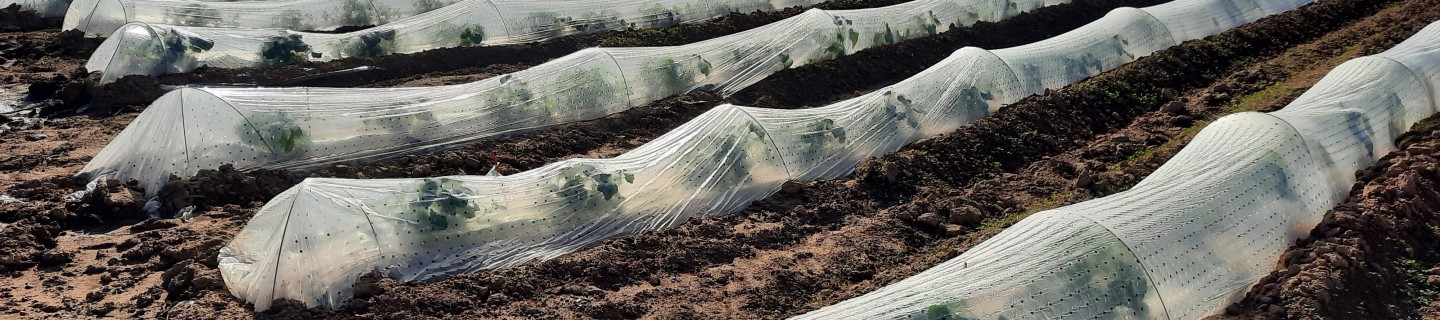 fields-in-la-palma-(murcia)-with-melons-with-a-cover-to-protect-the-plants-from-low-temperatures.jpg