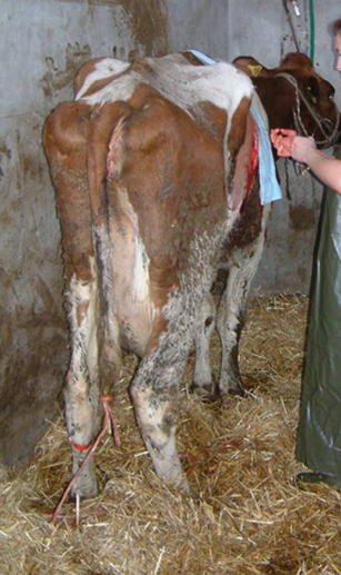  &#34;Vaca afectada por cetosis con desplazamiento abomasal derecho&#34;