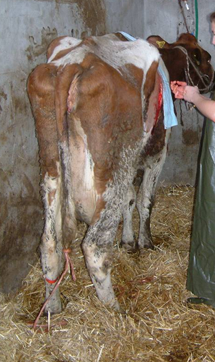  "Vaca afectada por cetosis con desplazamiento abomasal derecho"