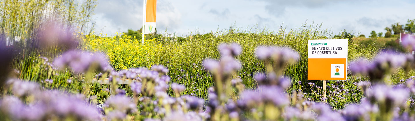 header-catchcrops.jpg