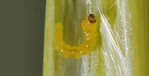 larva-en-tallo-seccionado-2.jpg