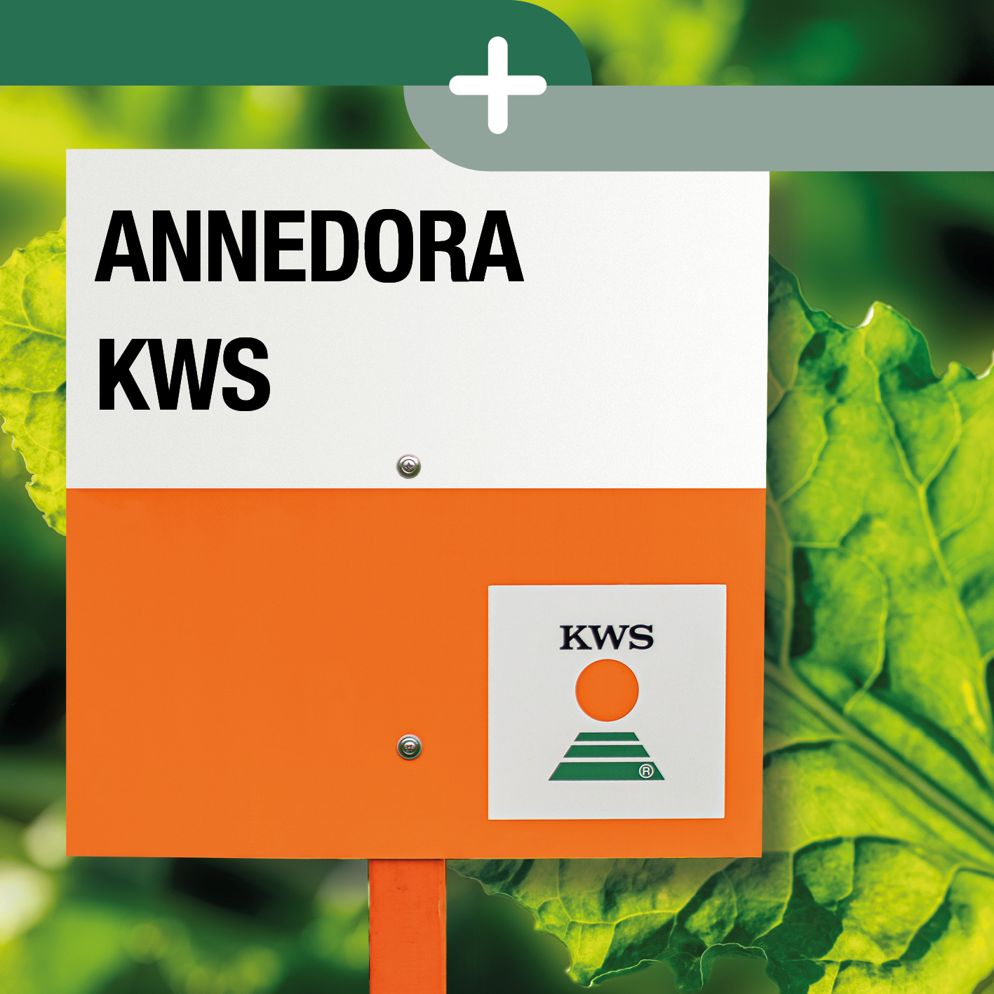 029_kws_annedora_kws.jpg