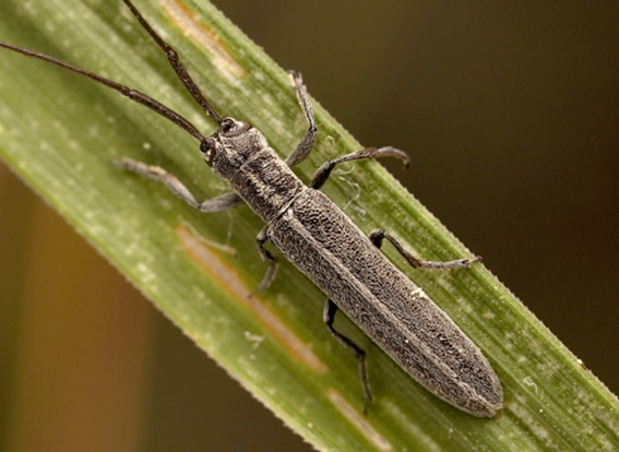 trocha-espiga-3.jpg